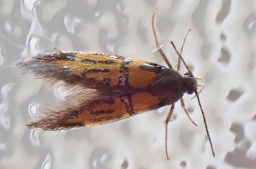 Schiffermuelleria schaefferella